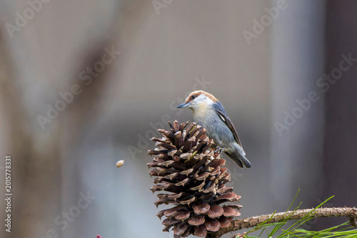 Photos The brown-headed nuthatch (Sitta pusilla) in the garden