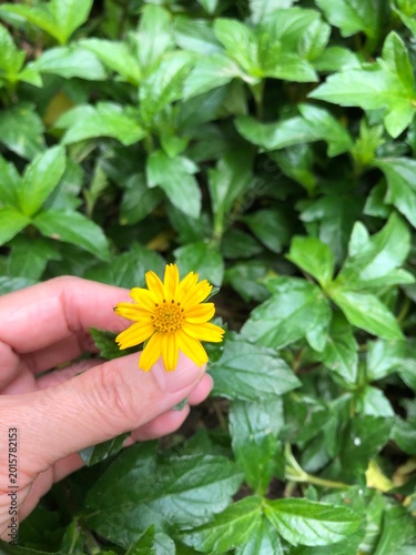 Woman holding a bright sunflower in a blooming spring garden