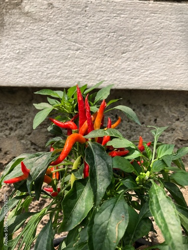 Red hot chili peppers growing in a garden with green leaves in summer nature plants and fresh vegetables outdoors spring park flora and market produce scene