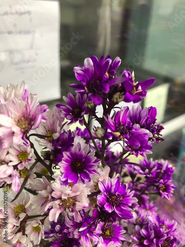 Purple flowers blooming in a beautiful garden with bees and green leaves in springtime
