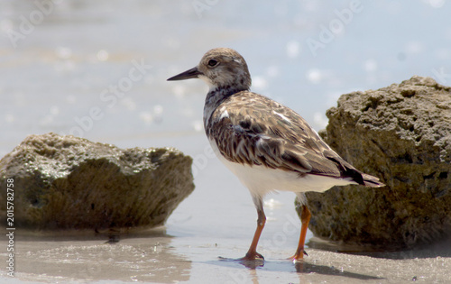 Foto Ruddy Turnstone