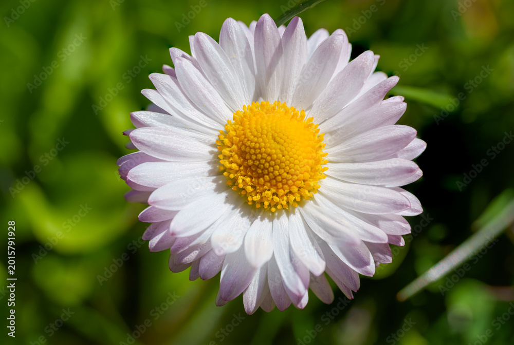 Fototapeta premium Detailed Macro Photography of a White Daisy Blossom with Subtle Lavender Tips and a Glowing Yellow Pollen Centre in a Green Spring Garden. Elegant Bellis Perennis Wildflower Captured in Sunlight