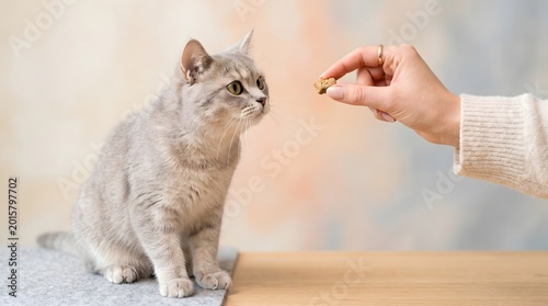 A person's hand offering a treat to a cute tabby cat with offering, domestic