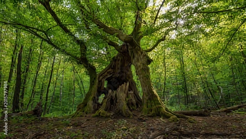 traitor. Ancient tree with hollow trunk and thriving green canopy, sunlight filtering through leaves. gardening catalogs, home-decor guides, designed for home decor and floral branding.