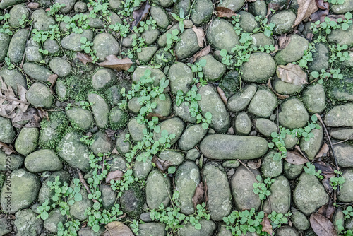 Mossy cobblestones with tiny plants for natural texture. Pebble path pattern suited for rustic design backgrounds. Green weeds between stones create organic ground detail