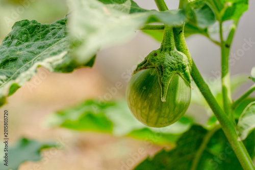 Close up Thai Eggplant on green leaf and tree.