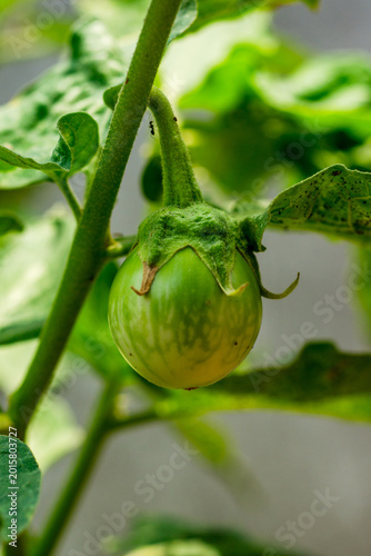 Close up Thai Eggplant on green leaf and tree.