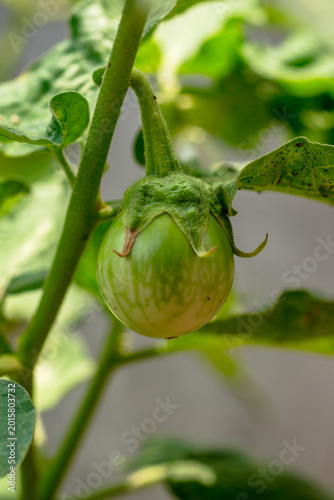 Close up Thai Eggplant on green leaf and tree.