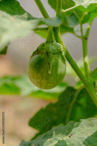 Close up Thai Eggplant on green leaf and tree.