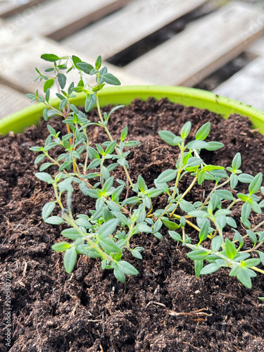 Young thyme sprouts in a plastic pot. Preparing for flowering. Green sprouts against a backdrop of pine planks.