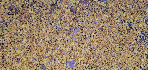  Asphalt road with flower petals.