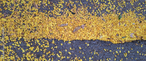 Flower petals and fallen leaves covered the black asphalt road.