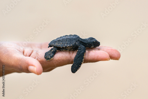 Bild auf Leinwand A tiny baby sea turtle hatchling rests on a human hand, highlighting marine wildlife conservation and rescue efforts for World Turtle Day 2026