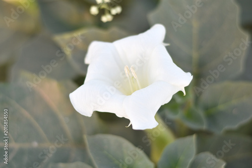 Datura or jimson weed flower closeup, Datura flower, also known as moonflower and jimson weed. Blooms in the evening and each flower only lasts for one day, White flower closeup