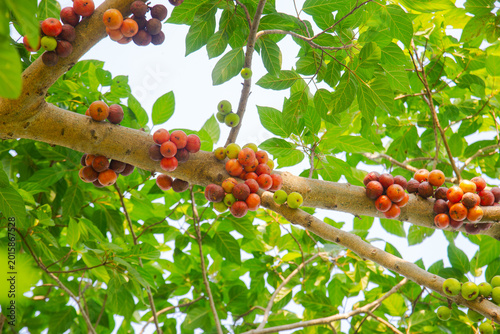 Photography Fruit-bearing Ficus racemosa tree photographed in Vietnam, featuring dense fig clusters on the trunk for nature, garden, and plant imagery