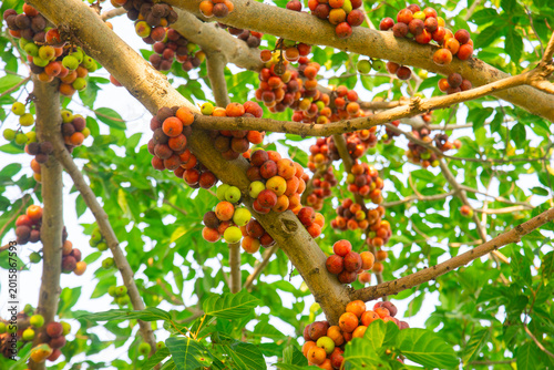 Fotografie Clusters of Ficus racemosa fruit growing directly on a tree trunk in Vietnam, captured with green leaves for tropical botanical and nature themes