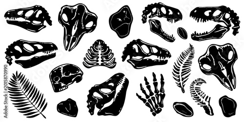 Obraz na plátne Anatomical sketches of animal skeletons black and white illustration