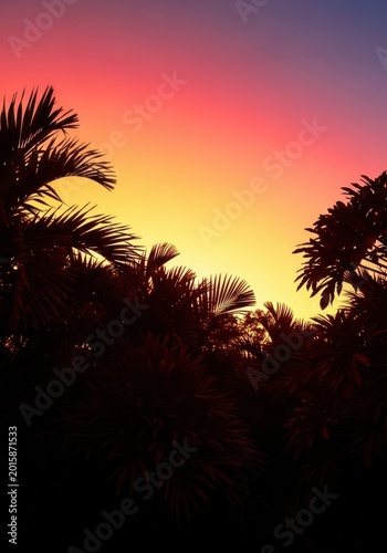 A beautiful high-contrast image showing the dark outline of dense tropical foliage against a vibrant, brightly illuminated sunset or daytime sky, silhouette, dawn, jungle