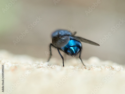 Принти на полотні Bluebottle flies (Calliphora vicina or Calliphora vomitoria), which are common,