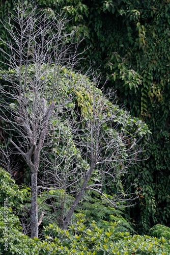 Forest in city (Singapore)
