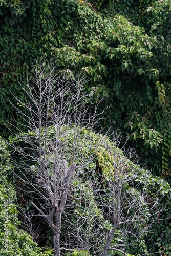Forest in city (Singapore)