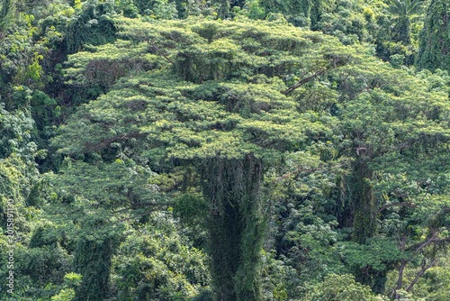 Forest in city (Singapore)