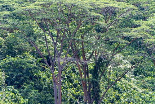 Forest in city (Singapore)