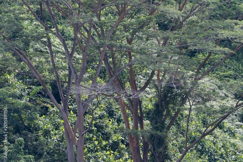 Forest in city (Singapore)