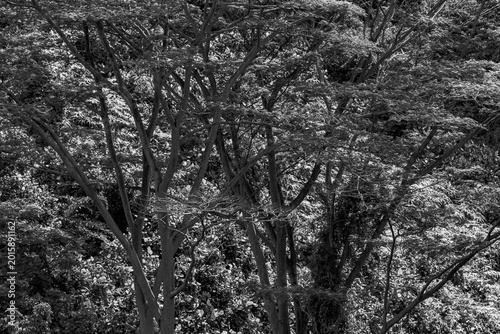 Forest in city (Singapore)