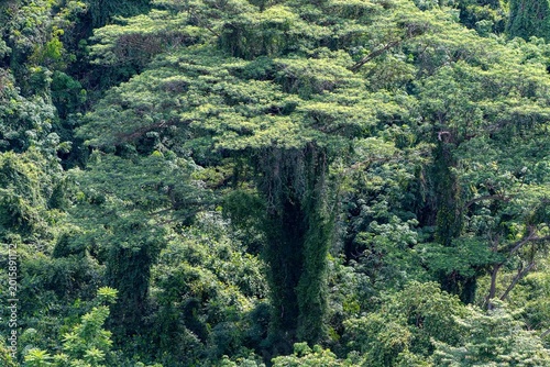 Forest in city (Singapore)