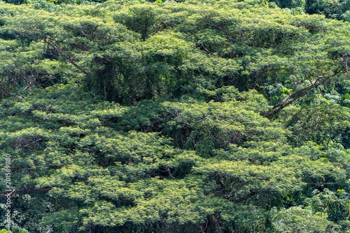 Forest in city (Singapore)