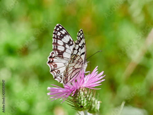Spanish Marbled White Butterfly - Melanargia ines
