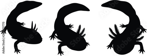 Billede på lærred Axolotl vector set
