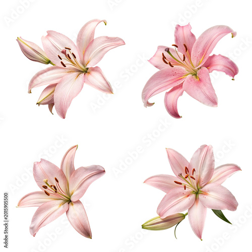 set of pink lilies