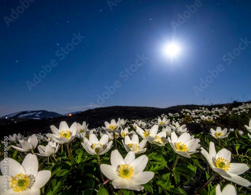 White flowers blooming under full moon.
