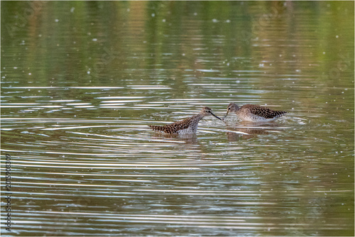 Tableau sur toile Bruchwasserläufer