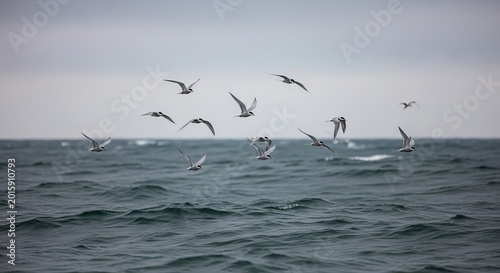 A flock of arctic terns soaring gracefully over the ocean waves under a cloudy sky