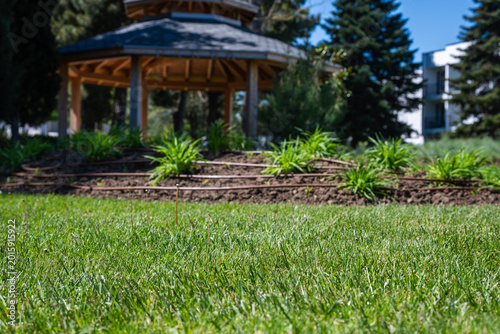 a patch of lush green grass in the foreground, leading to a landscaped garden bed with visible drip irrigation and a blurred wooden gazebo under a sunny sky.