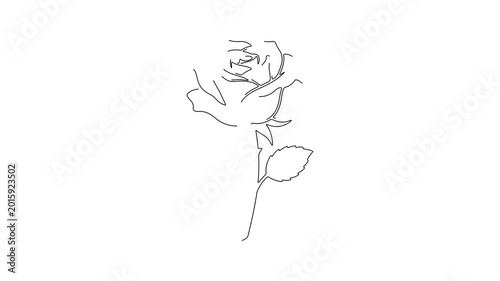 continuous one line drawing of rose flower line art motion graphic video on white background