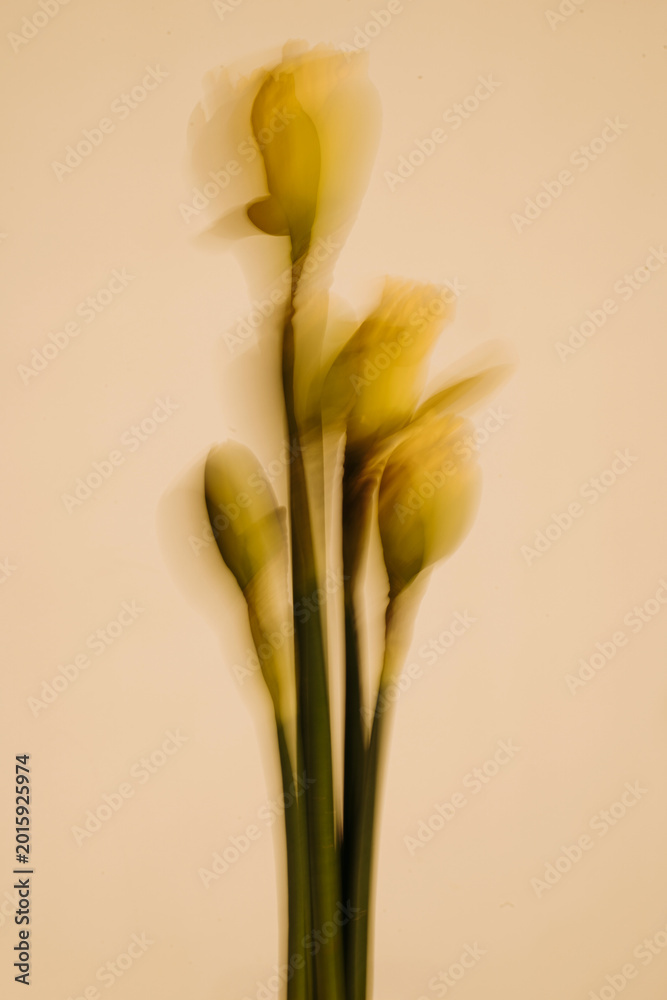 Fototapeta premium Soft And Dreamy Motion Blur Of Spring Flowers In Motion