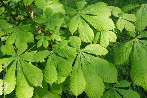 Blätter der Kastanie im Frühling