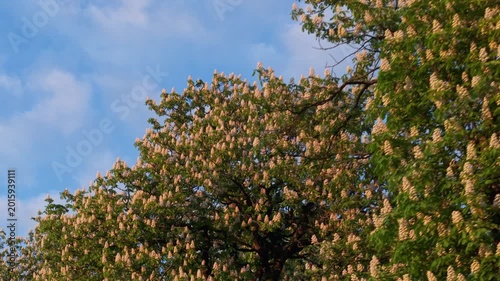 Blooming chestnut trees glowing in the warm light of a spring sunset.