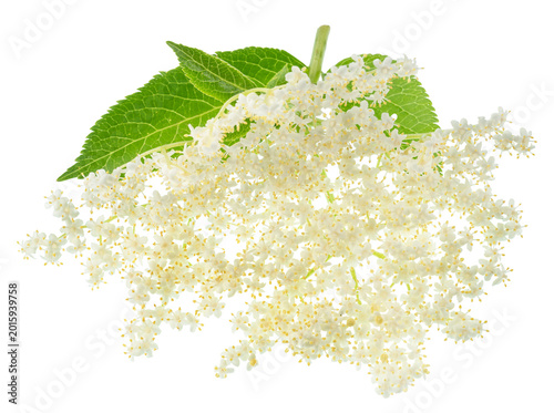 Vászonkép Fresh white elderberry blossom with elderberry green leaves isolated on a white background