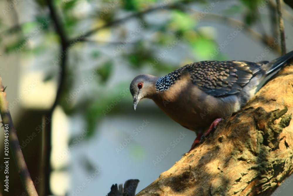 Fototapeta premium dove bird eye wildlife photography Nature Background