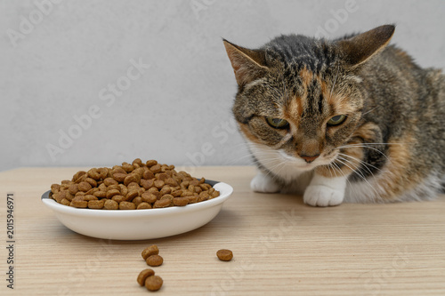 Fotografía A full bowl of dry cat food, cat crisps, specialized cat food