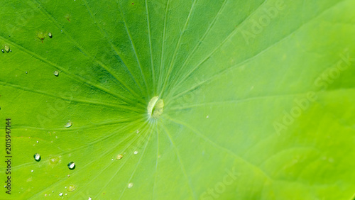 Φωτογραφία Close up of a vibrant green lotus leaf with fresh morning dew drops
