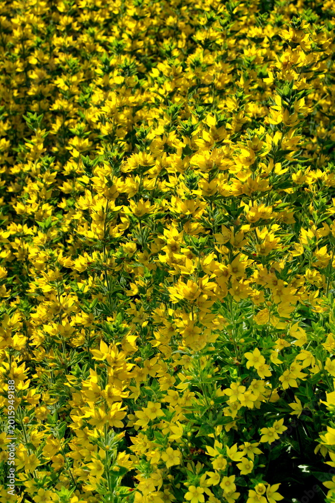 Obraz premium Gepunktete Gilbweiderich (Lysimachia punctata)
