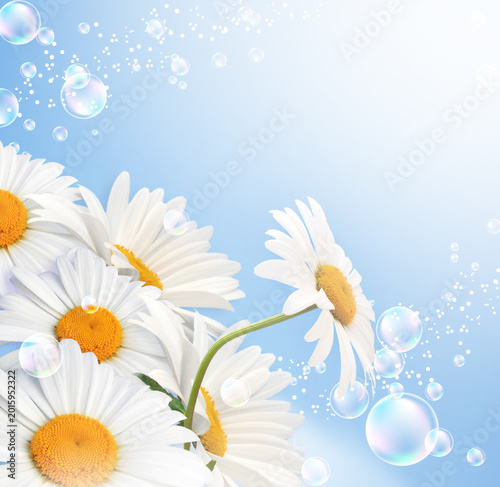 Daisy flowers background avd airy bubbles with copy space. White chamomile floral corner border.