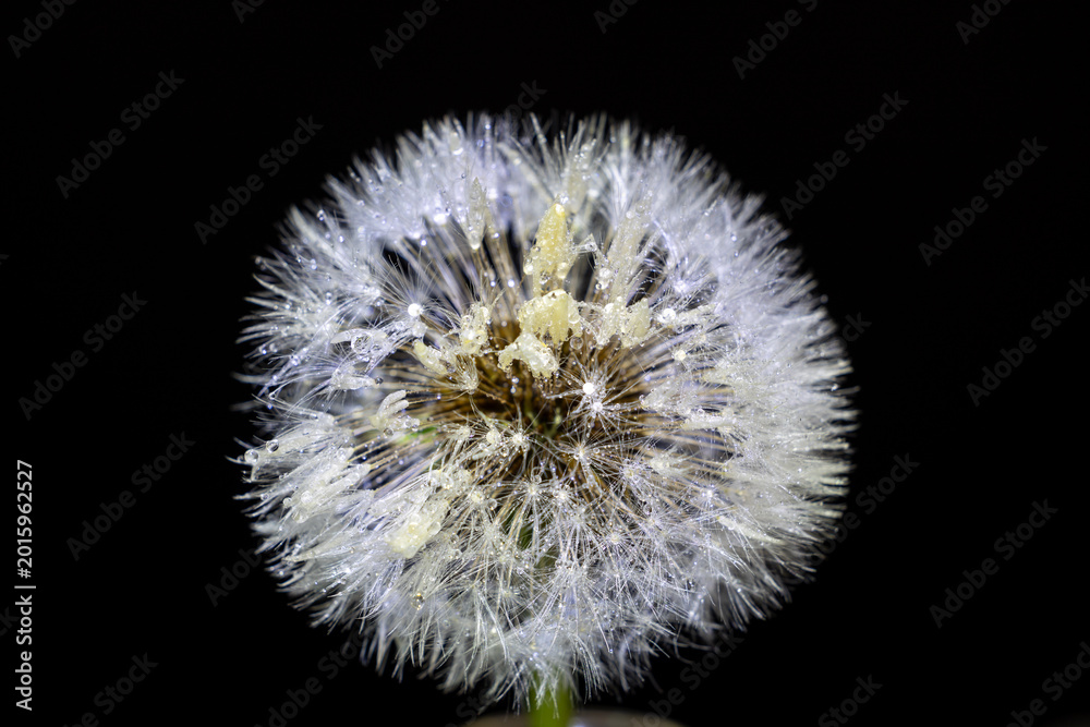 Fototapeta premium Pusteblume