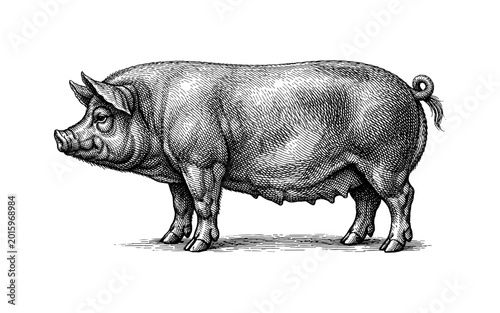 Vintage illustration of a domestic pig rendered in detailed black and white engraving style